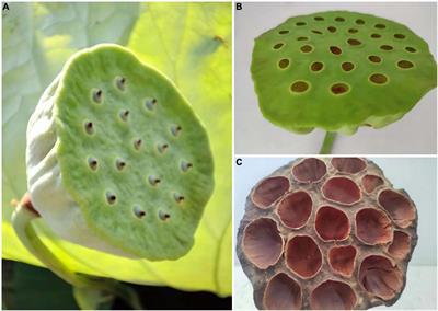 Phytochemicals, biological activity, and industrial application of lotus seedpod (Receptaculum Nelumbinis): A review